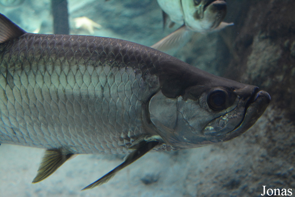 Megalops atlanticus